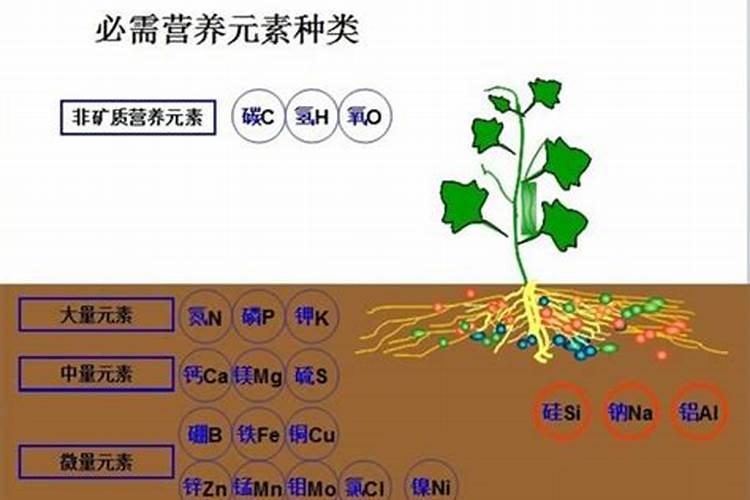 有机肥和无机肥的区别