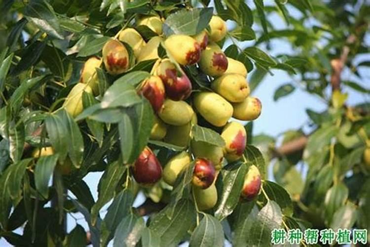 我的盆栽枣树以施肥太多叶子有些都干了怎么处理