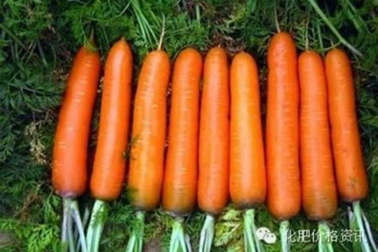 如何种红萝卜 家庭种植胡萝卜的方法