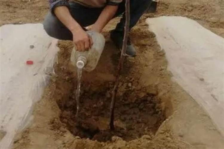 黄腐酸钾复合肥对农作物的作用？