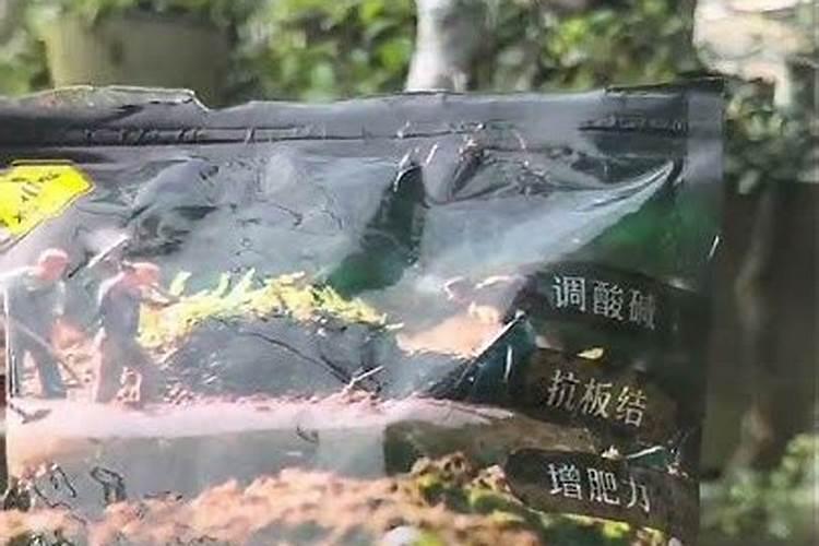 地栽桔子树可以不可以用土壤活化剂？种了大半年地栽成年桔子树可以不可...