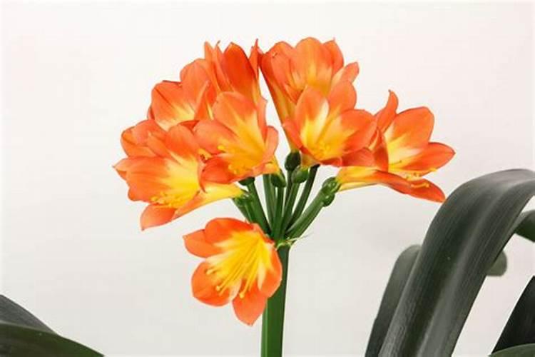 月季花盲枝是怎么回事