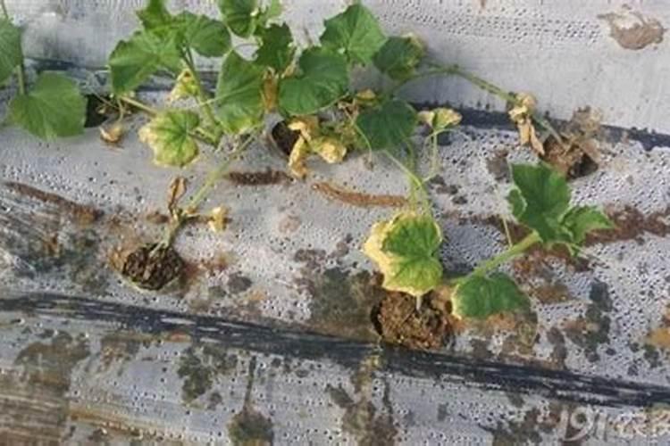 大棚种植的黄瓜遭遇了肥害,该怎么进行治疗呢？