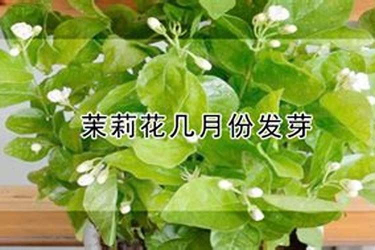 茉莉花的施肥时间和方法 茉莉花怎么施肥