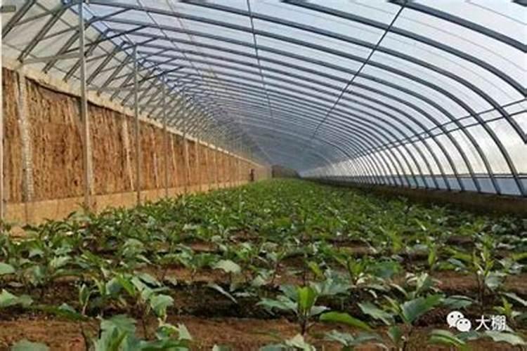 腐植酸肥料的作用和使用方法
