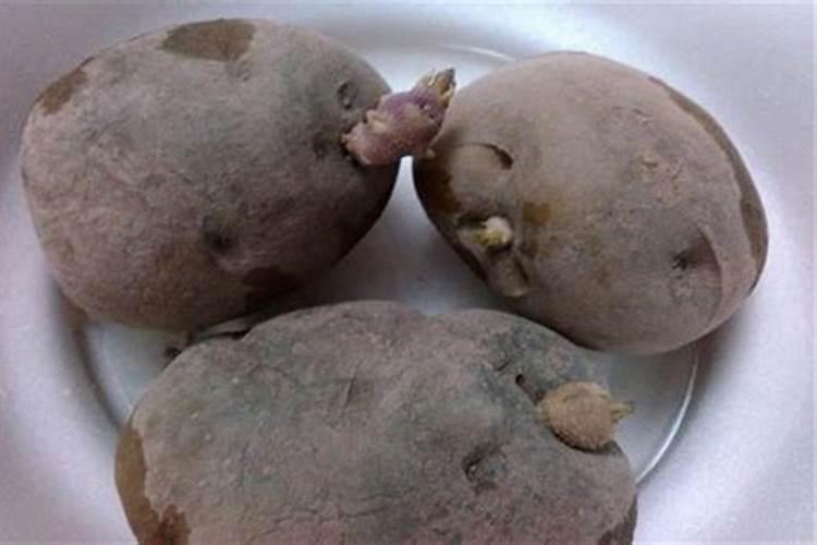 坏土豆扔麦子地里要不要紧？