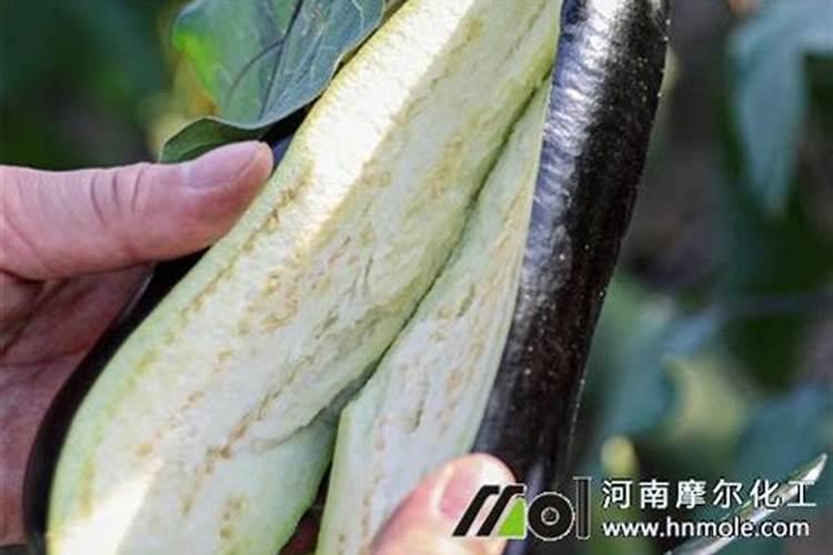 茄子种植怎么施肥才能高产