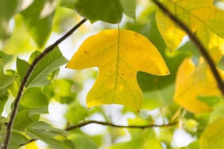 杨树叶子发黄怎么根治