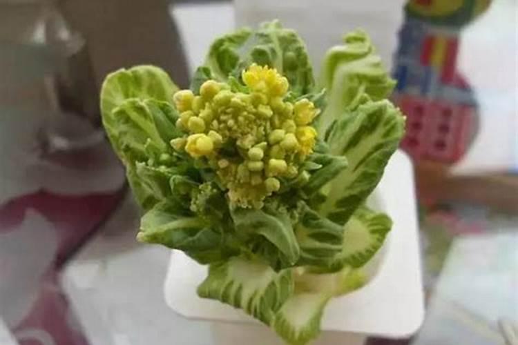 白菜包心期追什么肥？