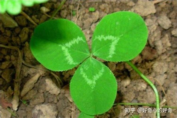 白三叶用什么化肥