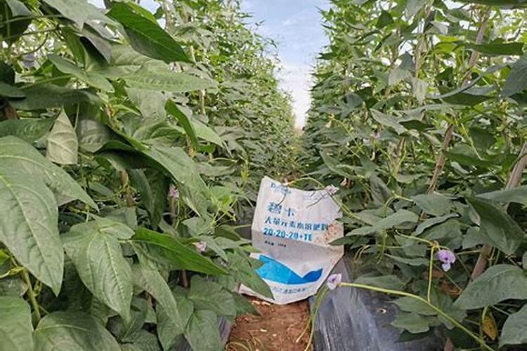 大量元素水溶肥使用方法