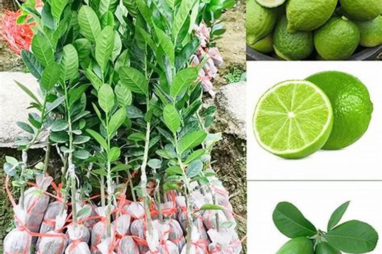 香水柠檬种植注意事项 香水柠檬怎么养护