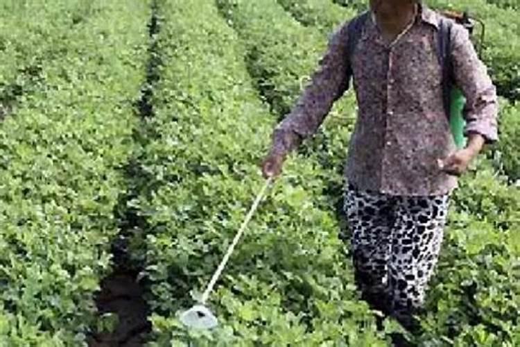 磷肥怎样使用才是正确