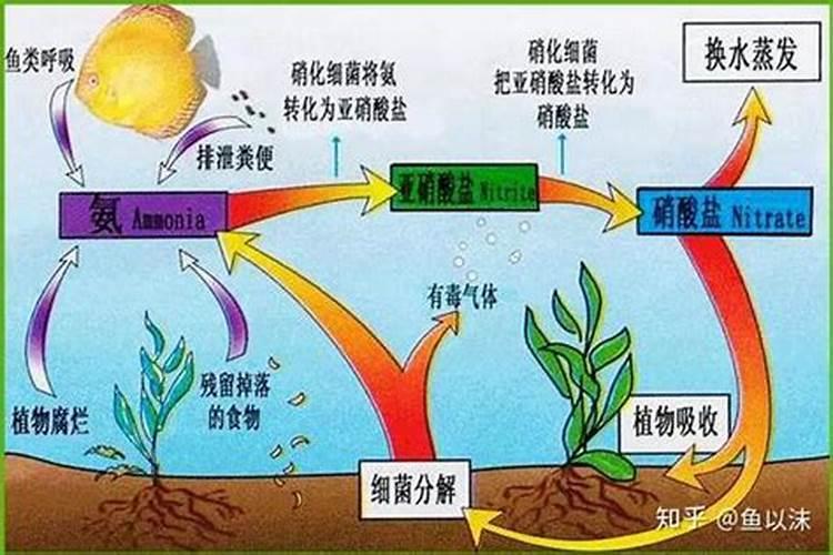 磷肥在水产养殖中的作用