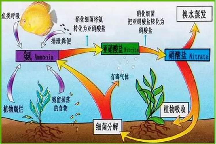 磷肥在水产养殖中的作用