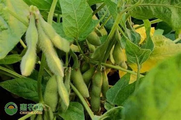 黄豆施肥的正确方法