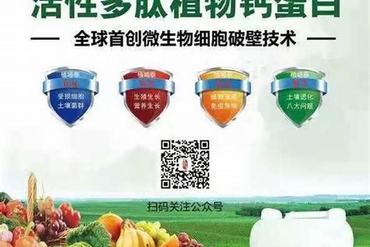 金弹子嫁接多久能成活