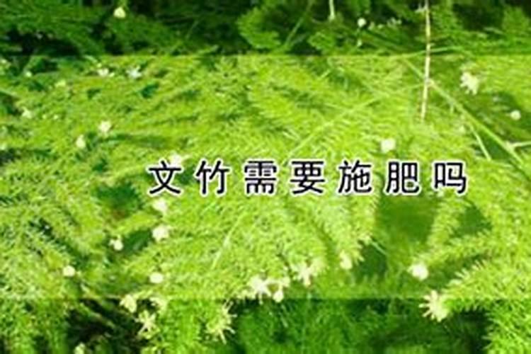 请教室内养文竹需注意事项
