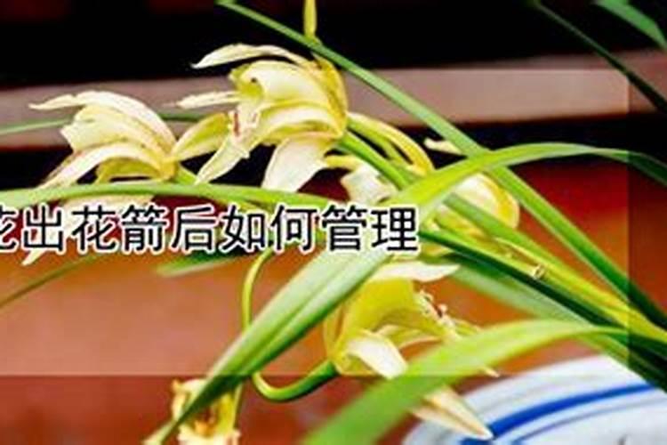 兰花刚出花箭用施肥么,长出花苞后用施肥吗