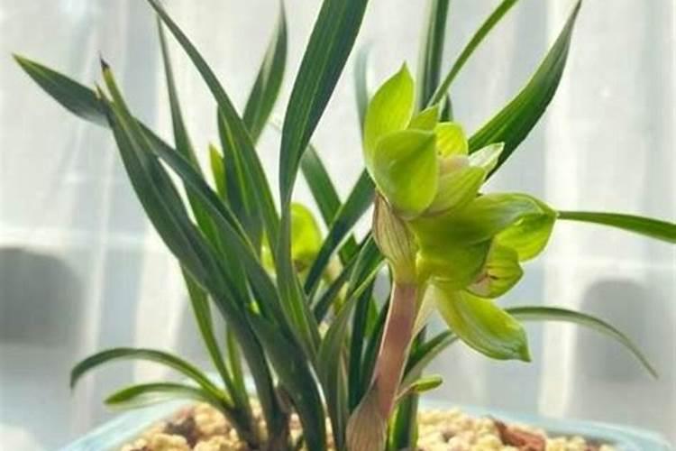 兰花刚出花箭用施肥么