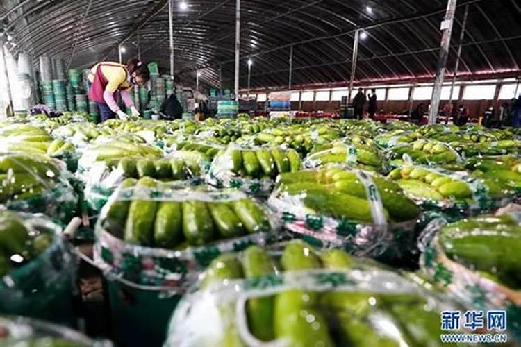 黄瓜用什么肥料产量高