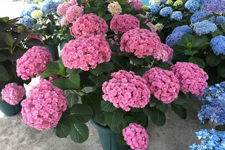绣球花怎么种植长芽长叶