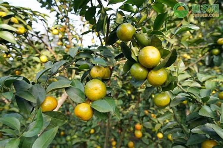砂糖橘如何施肥 分享种植砂糖橘施肥技术经验