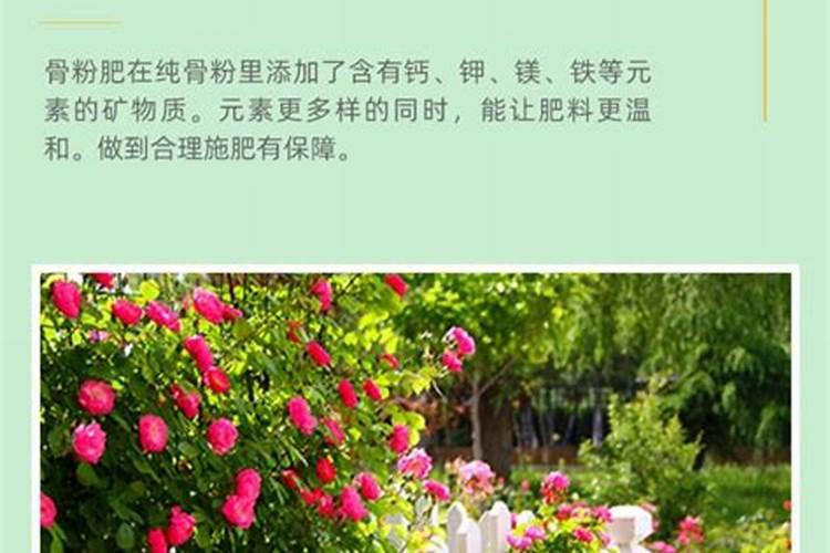 所有的花都可以用骨粉做肥料吗;怎样用骨粉给花施肥