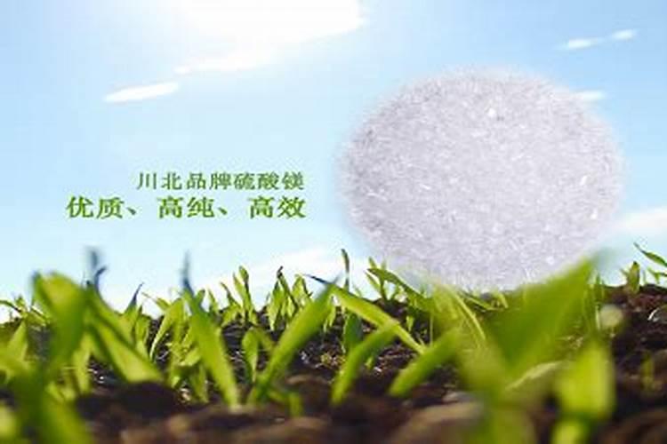 硫酸钾镁肥主要功效