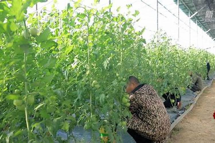 番茄有机生态型无土栽培定植前的准备工作有哪些？