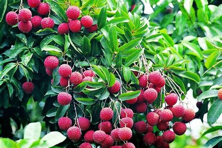 荔枝控穗、疏花的措施是什么？