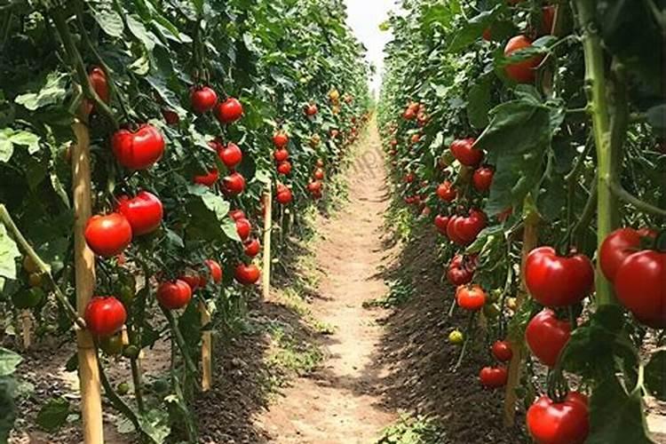 种植番茄想增产需要掌握哪些施肥技巧 番茄怎么施肥