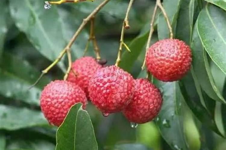 怎样根据荔枝需肥特点进行施肥？