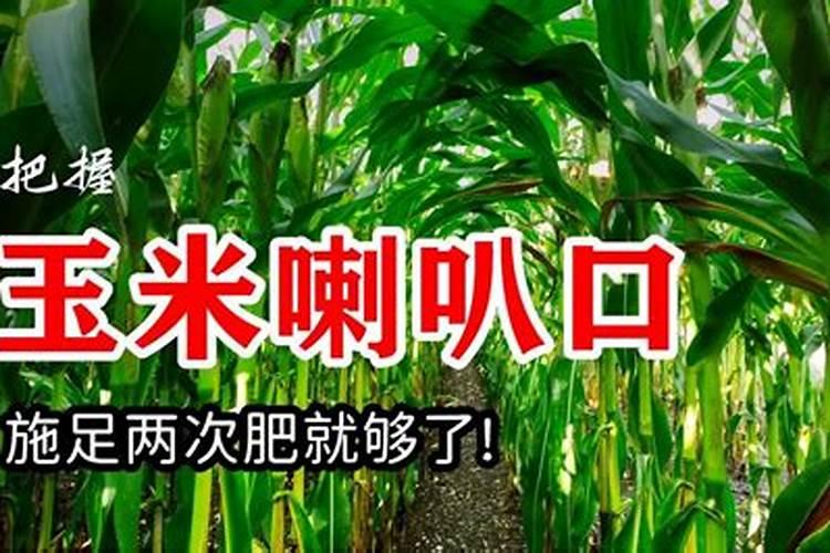 玉米打叶面肥最晚不能打了？