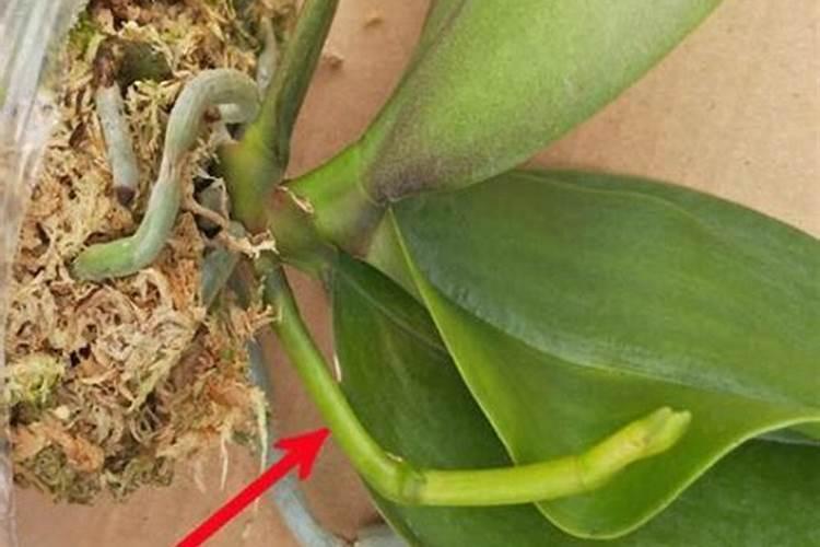 蝴蝶兰花能喷水吗