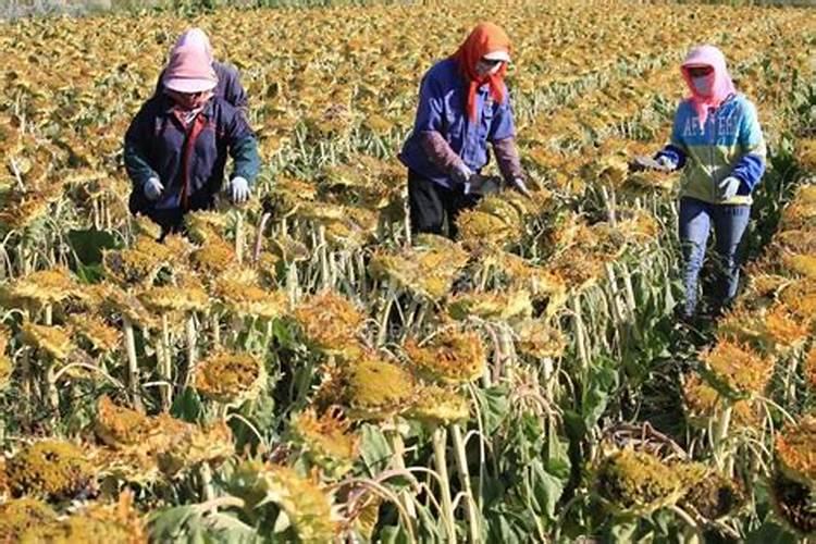 葵花种子的种植方法