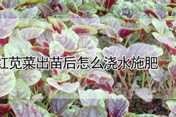 苋菜多久施一次肥 苋菜施肥频率是多久？