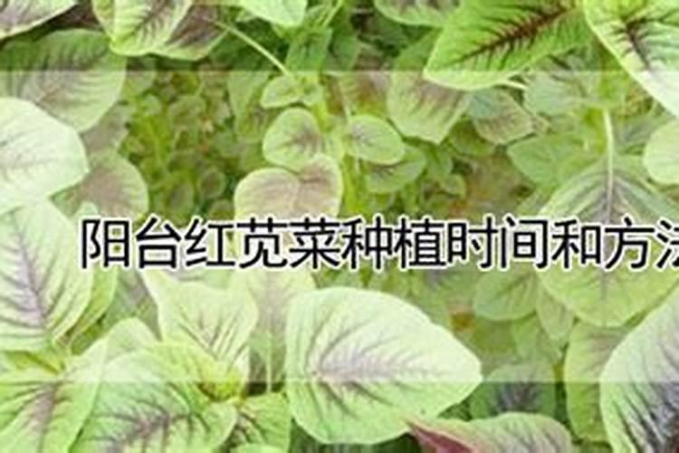 苋菜种植方法