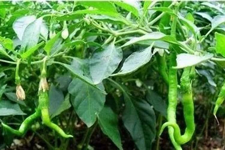 辣椒开花时施什么肥最好