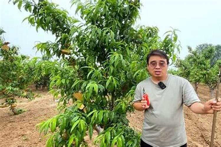 新移载的桃树来年怎样能长得更快