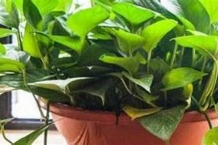 绿萝专用肥能给其他植物用吗
