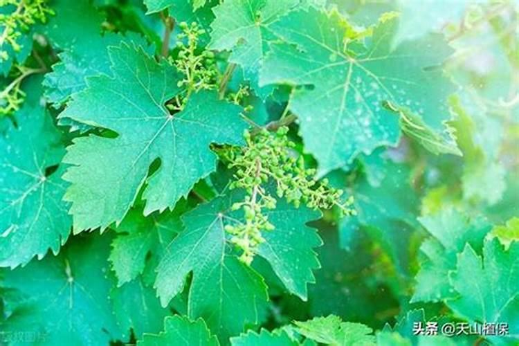 葡萄开花前施什么肥葡萄开花前怎么施肥