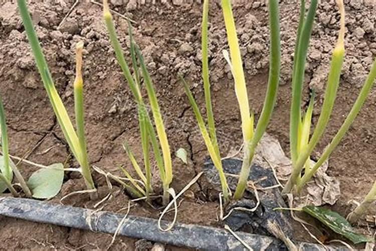 种葱不宜施什么肥