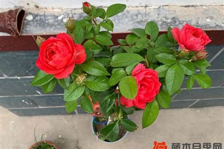 我的月季花的整个生长期该怎样施肥麻烦哪个大神告诉我一下？