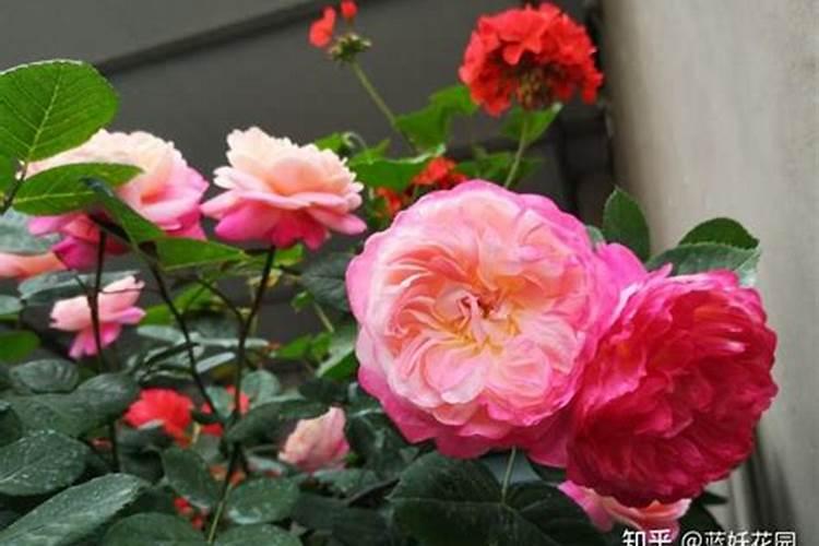 春天月季花怎么施肥