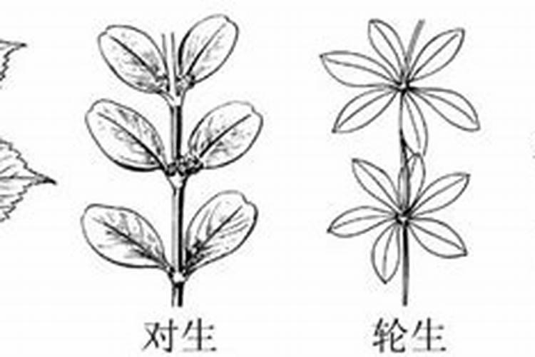 蓝莓树如何施肥