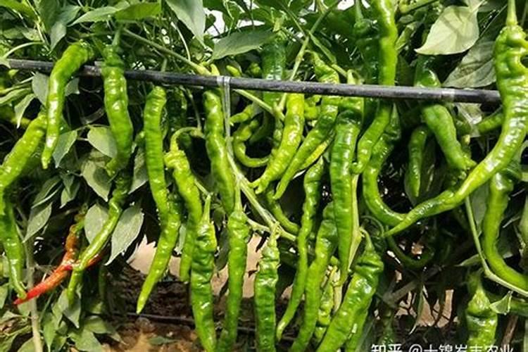 螺丝椒种植技术要点