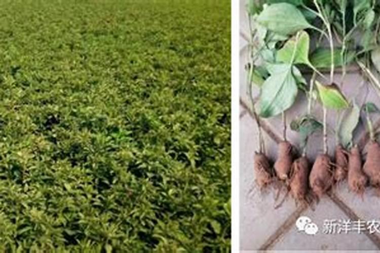 种白术用什么肥料最好