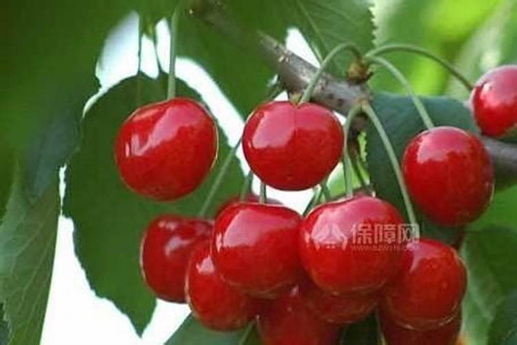 山东城信果树基地您好一个月前买了四颗樱桃树苗,现在只有一颗美早长了叶...