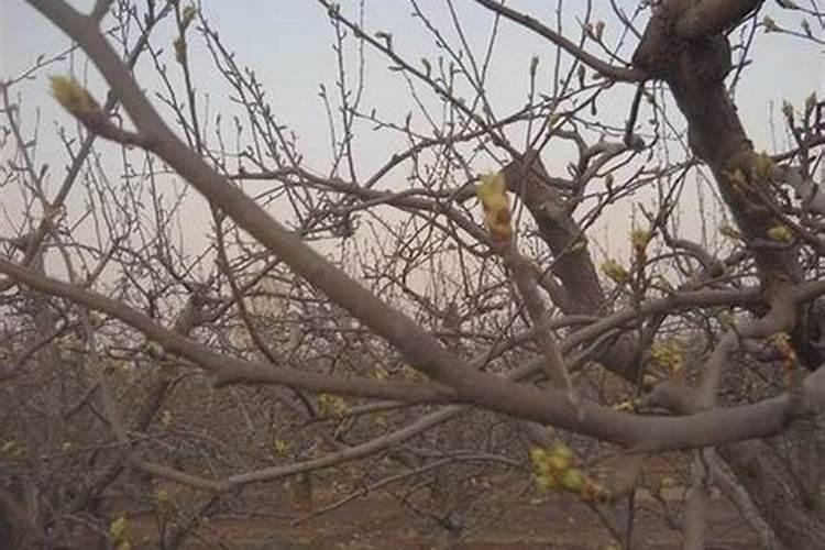 树在南方什么季节施肥合适